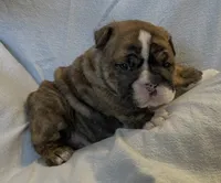 processed/7ab807b7-7a04-461c-a969-3d98cf541e1e/listing/f65ee7b2-534c-455d-8427-cd191d587dfa/a8fc0393-2f18-4bdc-a61a-a669e5170271