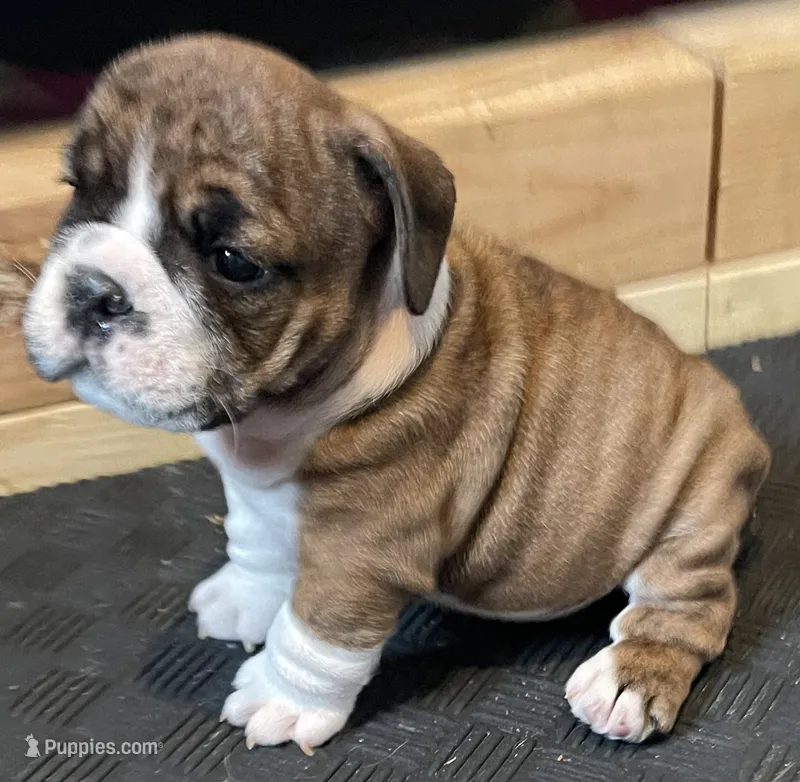 Bella – English Bulldog puppy for sale in Davison, MI