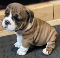 Bella. (Available Now), a female English Bulldog for sale in Davison, MI – 5 of 6