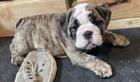 Sophie (Available Now), a female English Bulldog for sale in Davison, MI – 1 of 10