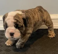 Sophie, a female English Bulldog for sale in Davison, MI – 4 of 10