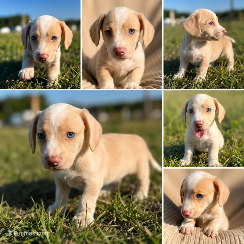 Sunny  – Miniature Dachshund puppy for sale in Clayton, NC
