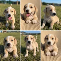 Peaches, a female Miniature Dachshund for sale in Clayton, NC – 1 of 1