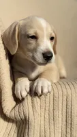 Peaches 🩷, a female Miniature Dachshund for sale in Clayton, NC – 6 of 6