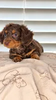 Toby, a male Dachshund for sale in Clayton, NC – 5 of 6