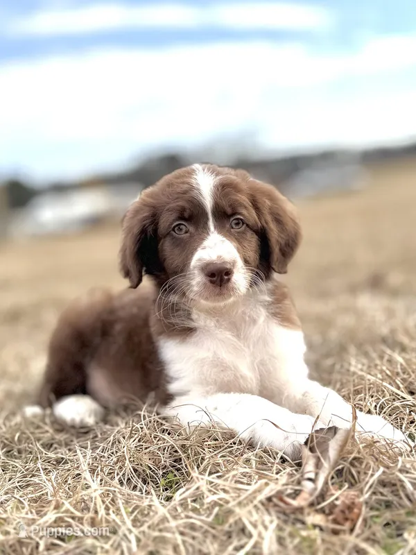 Bear 💙, a male Aussiedoodle for sale in Clayton, NC – Photo 1 of 7
