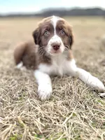 Bear 💙, a male Aussiedoodle for sale in Clayton, NC – Photo 7 of 7