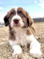 Bear 💙, a male Aussiedoodle for sale in Clayton, NC – Photo 4 of 7