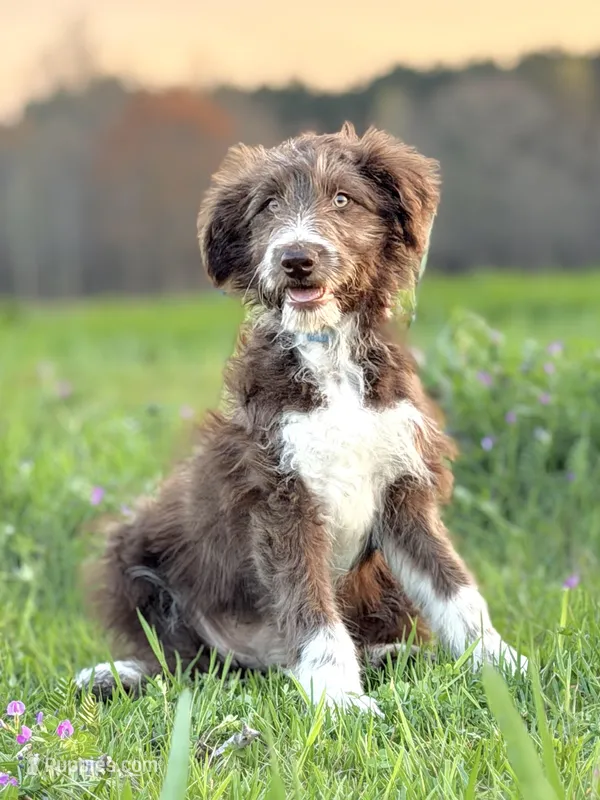 Coco 🩷 – Border Collie, Poodle - Standard  puppy for sale in Clayton, NC