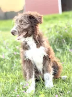 Coco 🩷, a female Border Collie and Poodle - Standard  for sale in Clayton, NC – Photo 2 of 10