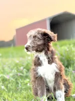Coco 🩷, a female Border Collie and Poodle - Standard  for sale in Clayton, NC – Photo 3 of 10