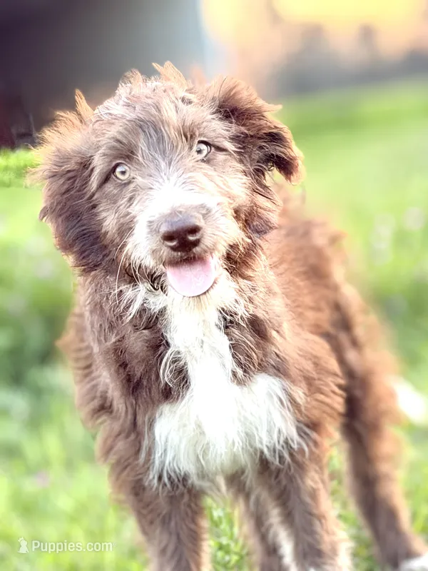 Coco 🩷 – Aussiedoodle puppy for sale in Clayton, NC