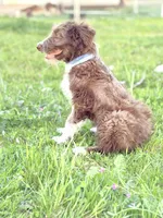 Coco 🩷, a female Border Collie and Poodle - Standard  for sale in Clayton, NC – Photo 9 of 10
