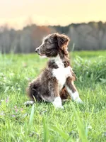 Coco 🩷, a female Border Collie and Poodle - Standard  for sale in Clayton, NC – Photo 6 of 10