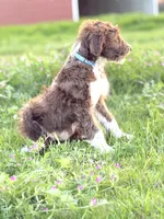 Coco 🩷, a female Border Collie and Poodle - Standard  for sale in Clayton, NC – Photo 8 of 10