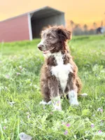 Coco 🩷, a female Border Collie and Poodle - Standard  for sale in Clayton, NC – Photo 10 of 10