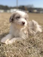 Buttons 🩷, a female Aussiedoodle for sale in Clayton, NC – Photo 7 of 7