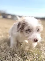Buttons 🩷, a female Aussiedoodle for sale in Clayton, NC – Photo 3 of 7