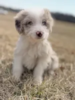 Buttons 🩷, a female Aussiedoodle for sale in Clayton, NC – Photo 2 of 7