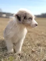 Buttons 🩷, a female Aussiedoodle for sale in Clayton, NC – Photo 5 of 7