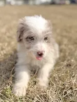 Buttons 🩷, a female Aussiedoodle for sale in Clayton, NC – Photo 6 of 7