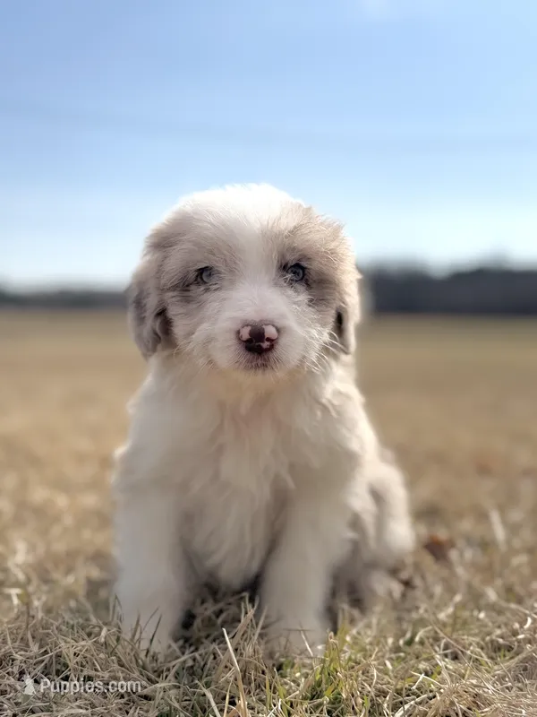 Buttons 🩷, a female Aussiedoodle for sale in Clayton, NC – Photo 1 of 7
