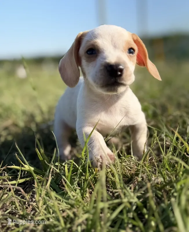 Winnie Girl – Miniature Dachshund puppy for sale in Clayton, NC