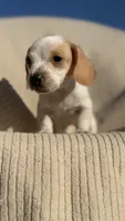 Wennie 🩷, a female Dachshund for sale in Clayton, NC – 6 of 10