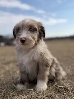 Finny 💙, a male Aussiedoodle for sale in Clayton, NC – Photo 5 of 8
