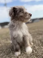 Finny 💙, a male Aussiedoodle for sale in Clayton, NC – Photo 4 of 8