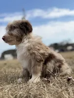 Finny 💙, a male Aussiedoodle for sale in Clayton, NC – Photo 7 of 8
