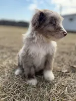 Finny 💙, a male Aussiedoodle for sale in Clayton, NC – Photo 8 of 8