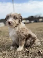 Finny 💙, a male Aussiedoodle for sale in Clayton, NC – Photo 6 of 8