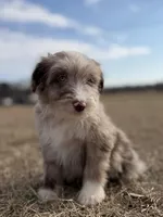 Finny 💙, a male Aussiedoodle for sale in Clayton, NC – Photo 2 of 8