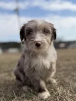 Finny 💙, a male Aussiedoodle for sale in Clayton, NC – Photo 1 of 8