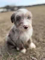 Finny 💙, a male Aussiedoodle for sale in Clayton, NC – Photo 3 of 8