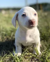 Peaches 🩷, a female Dachshund for sale in Clayton, NC – 8 of 10