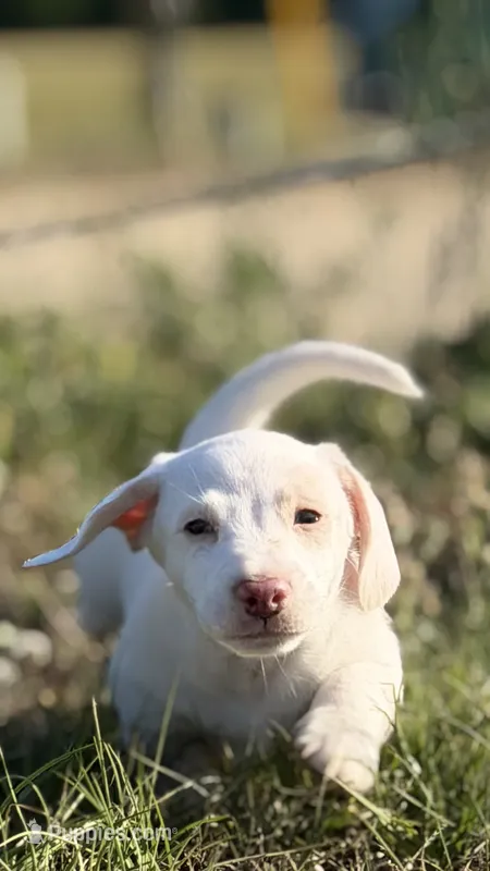Cash 💙 – Dachshund puppy for sale in Clayton, NC