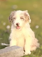 Cali 🩷, a female Aussiedoodle for sale in Clayton, NC – Photo 2 of 6
