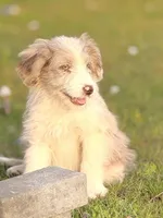 Cali 🩷, a female Aussiedoodle for sale in Clayton, NC – Photo 6 of 6