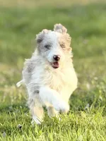 Cali 🩷, a female Aussiedoodle for sale in Clayton, NC – Photo 1 of 6