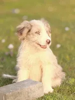 Cali 🩷, a female Aussiedoodle for sale in Clayton, NC – Photo 3 of 6