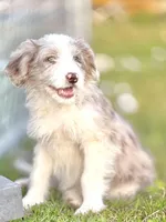 Cali 🩷, a female Aussiedoodle for sale in Clayton, NC – Photo 4 of 6