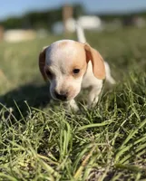 Wennie Girl, a female Miniature Dachshund for sale in Clayton, NC – 5 of 6