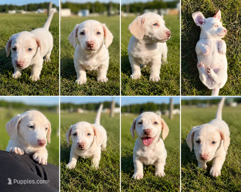 Cash – Miniature Dachshund puppy for sale in Clayton, NC
