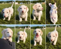 Cash, a male Miniature Dachshund for sale in Clayton, NC – 1 of 1
