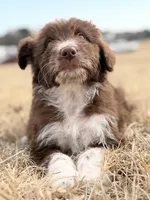 Kisses 🩷, a female Aussiedoodle for sale in Clayton, NC – Photo 1 of 10