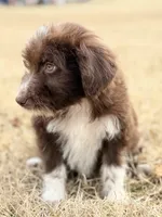 Kisses 🩷, a female Aussiedoodle for sale in Clayton, NC – Photo 3 of 10