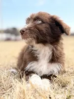 Kisses 🩷, a female Aussiedoodle for sale in Clayton, NC – Photo 5 of 10