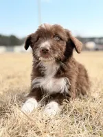 Kisses 🩷, a female Aussiedoodle for sale in Clayton, NC – Photo 7 of 10